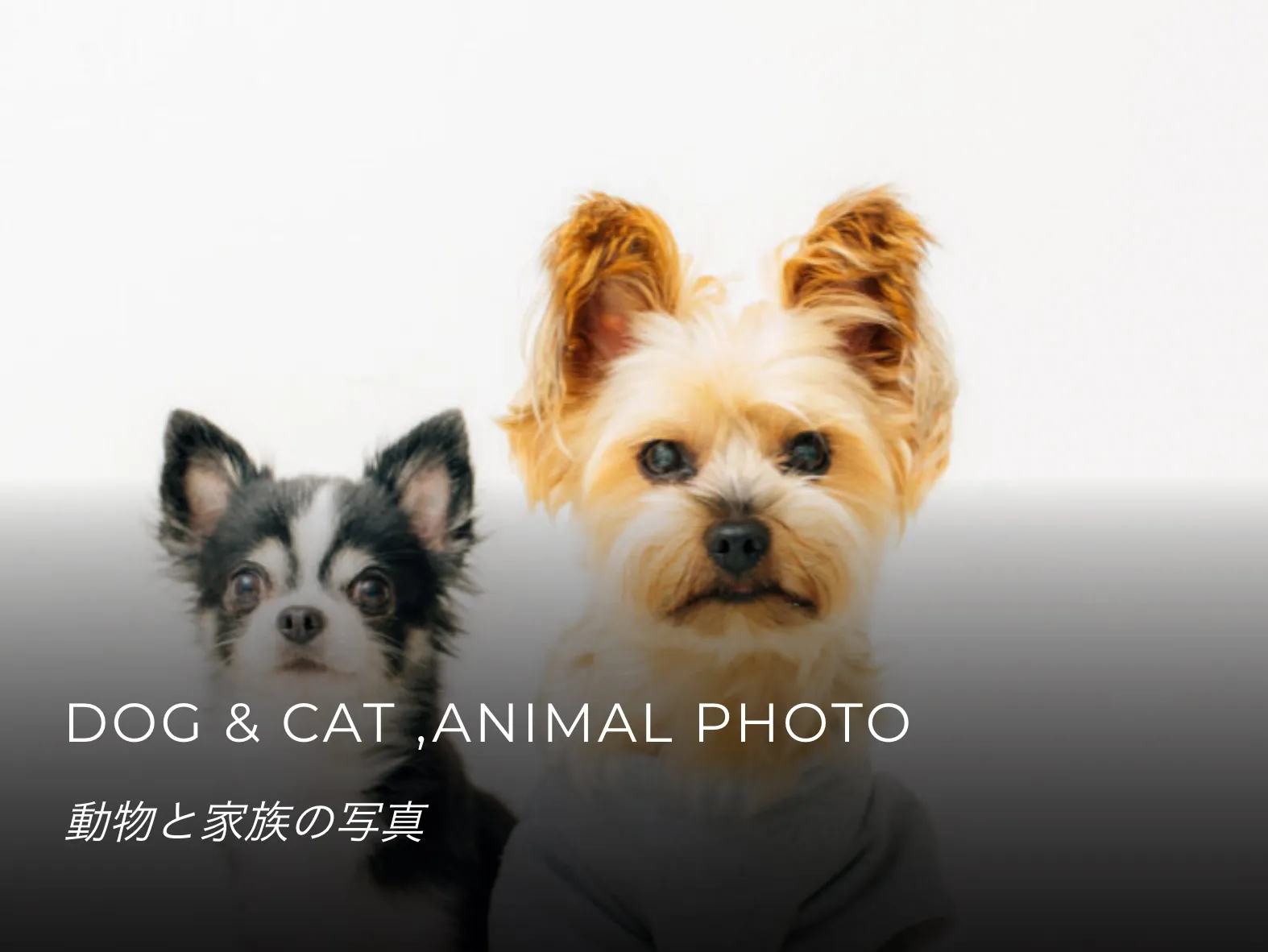 DOG＆CAT ANIMAL PHOTO